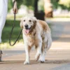 Amazing Benefits Of Walking Your Dog Regularly