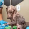 Mangy Puppy ‘Touched By Love’ Mends His Aching Body And Tender Heart