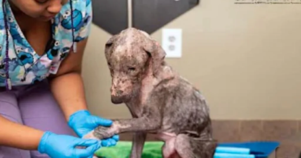 Mangy Puppy ‘Touched By Love’ Mends His Aching Body And Tender Heart