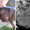 Pregnant Pit Bull ‘Refused’ To Give Birth When Foster Mom Saw Her Ultrasound