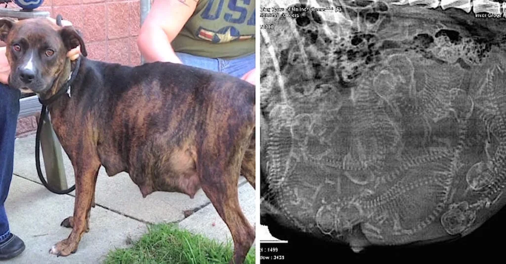 Pregnant Pit Bull ‘Refused’ To Give Birth When Foster Mom Saw Her Ultrasound