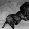 Night-Vision Captures What It’s REALLY Like To Sleep With Big Dogs