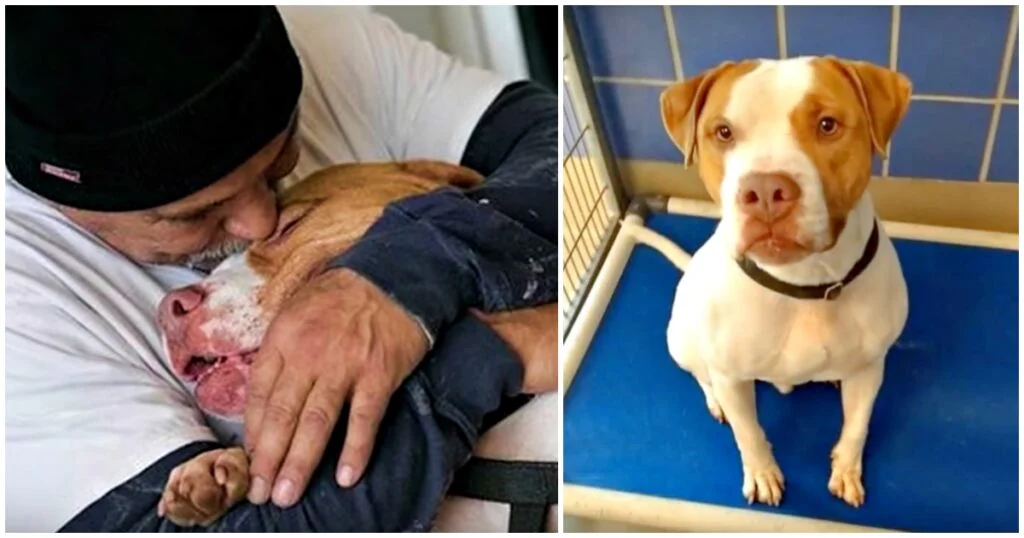 Guy Leaves Dog At Shelter When Landlord Says,“Give Up Your Pit Bull Or You’re Out”