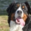 Are Bernese Mountain Dogs The Worst Dog?