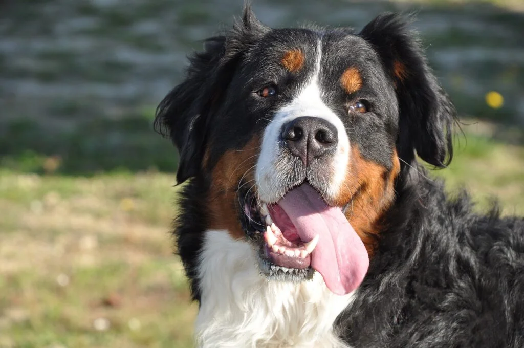 Are Bernese Mountain Dogs The Worst Dog?