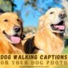 55 Best Dog Walking Captions For Your Dog Photos