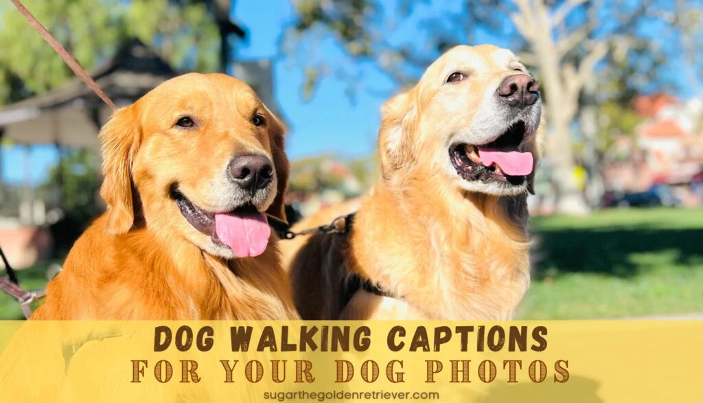 55 Best Dog Walking Captions For Your Dog Photos