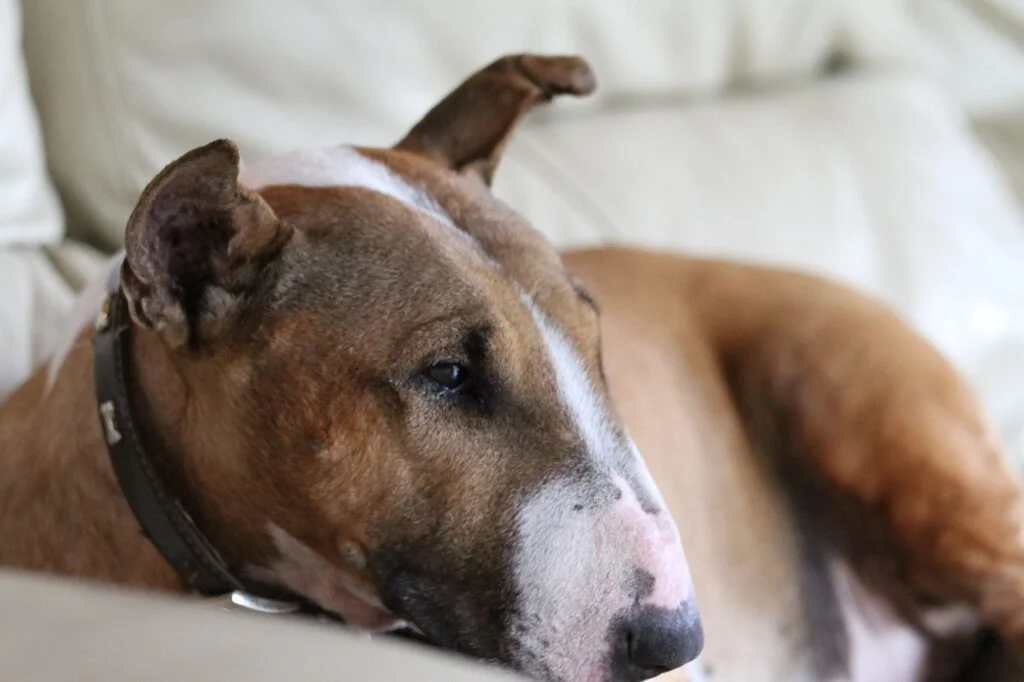 Can Bull Terriers Eat Blueberries?