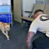 K9 Soldier Runs ‘Full-Tilt’ When Her Name’s Called By Her Favorite Person