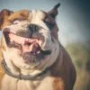 10 Dog Breeds With Quirky And Comical Personalities