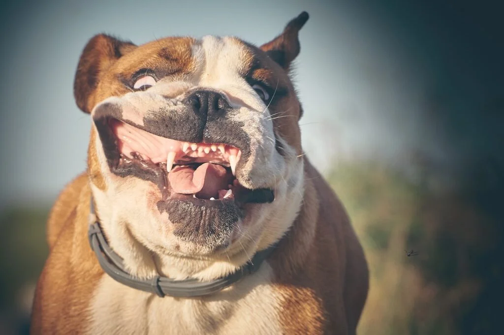 10 Dog Breeds With Quirky And Comical Personalities