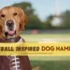 115 Best Football Inspired Dog Names