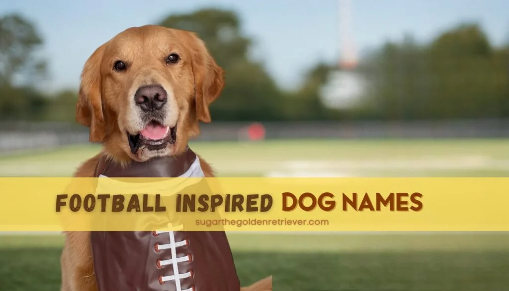 115 Best Football Inspired Dog Names