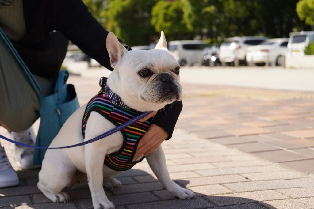 6 Dog Breeds Whose Attempts at Being Guard Dogs Are Comically Unconvincing