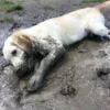 10 Dogs Who Can’t Resist Mud Puddles