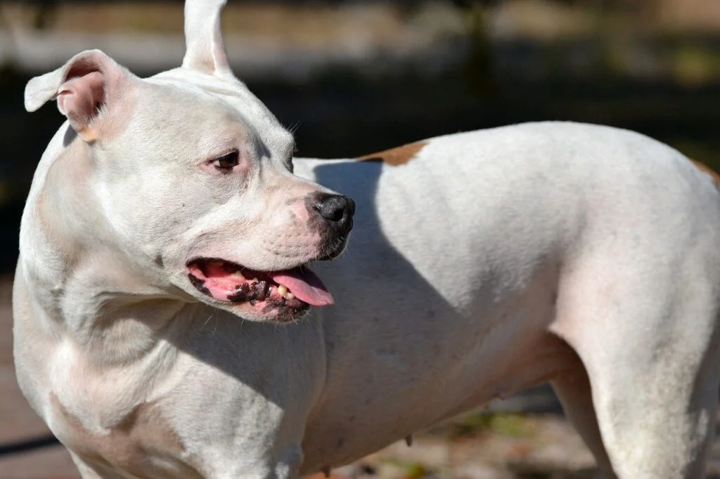 How to Clean a Pit Bull’s Ears