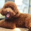 Are Poodles The Worst Dog?