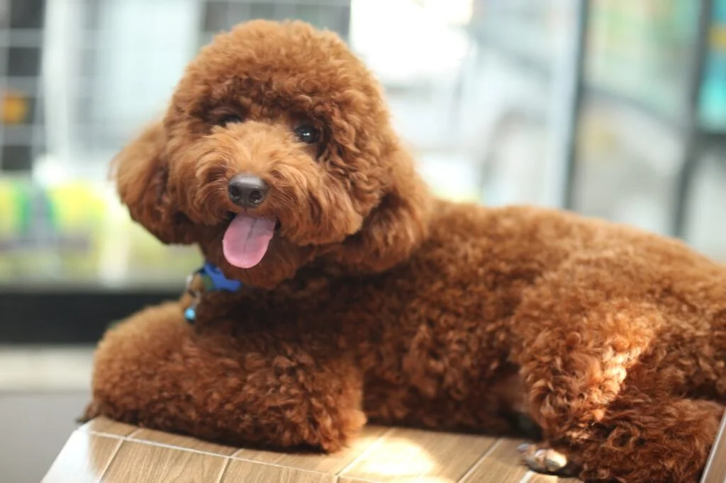 Are Poodles The Worst Dog?