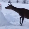 Deer Comes Across Snowman, ‘Devours’ It Entirely