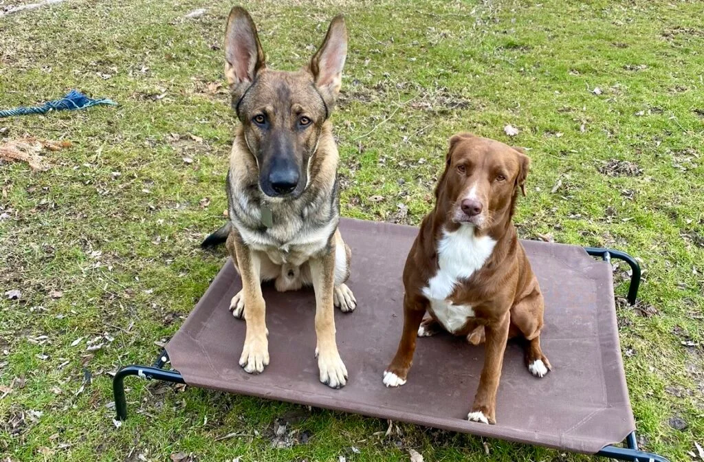 Puppy Training: Teaching Sit Command