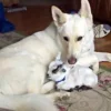 Baby Goat Thinks German Shepherd Is Her Mama