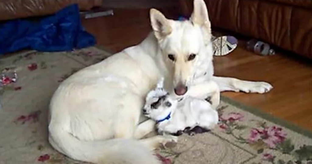 Baby Goat Thinks German Shepherd Is Her Mama