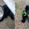 Woman Aids Suffocating Baby Bear But Cub Has Nowhere To Go