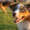 The 10 Most Wild & Crazy Dog Breeds