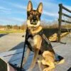 Training and Obedience with Free Training Videos