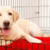 Unlocking Better Behavior: The Role of Release Commands in Dog Training