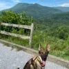 Pet-Friendly Destinations ” Tennessee Edition”