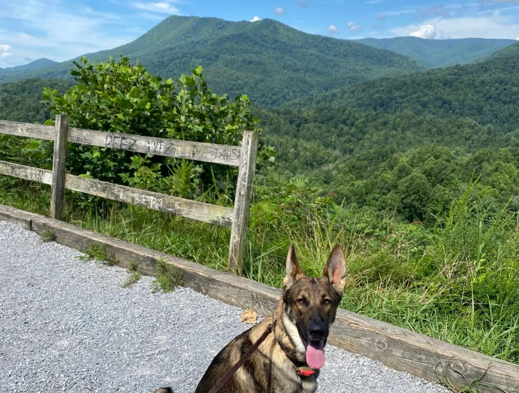 Pet-Friendly Destinations ” Tennessee Edition”