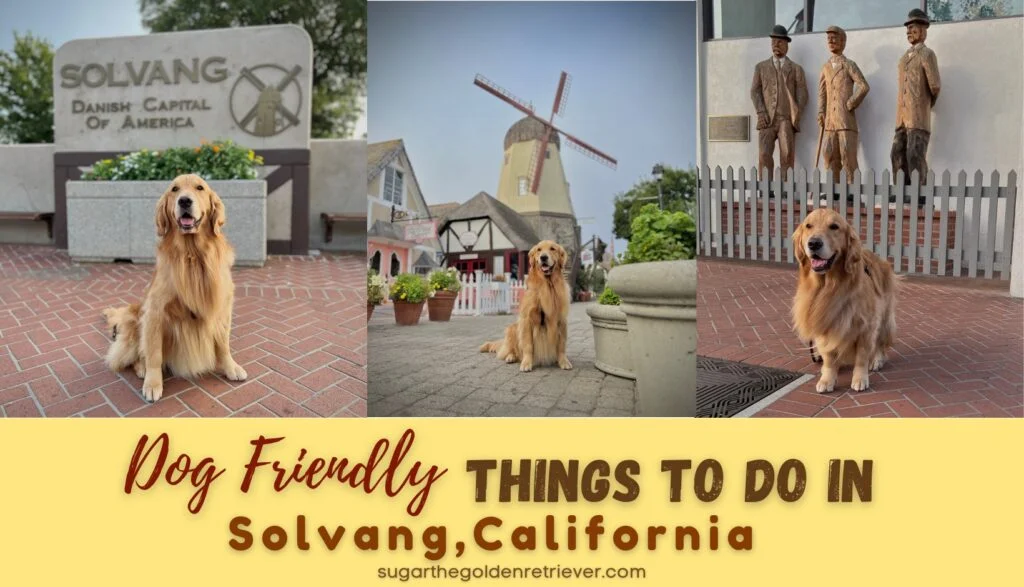 8 Dog-Friendly Things To Do In Solvang, CA