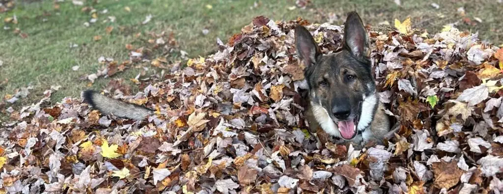 Best Fall Activities to Do with Your Dog!