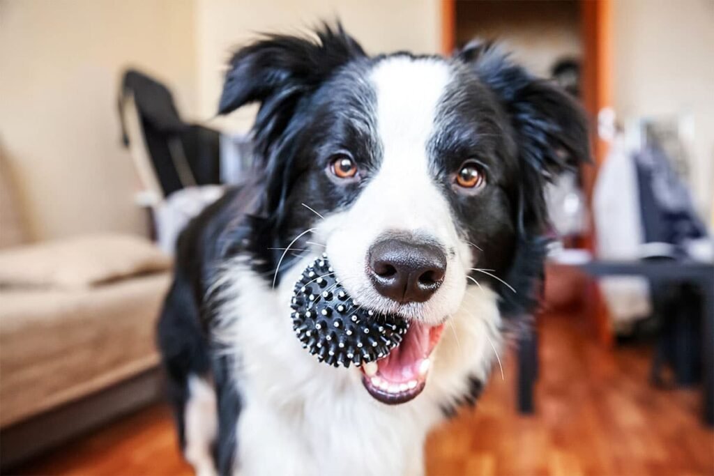 13 Loyal Dog Breeds That Were Made for You